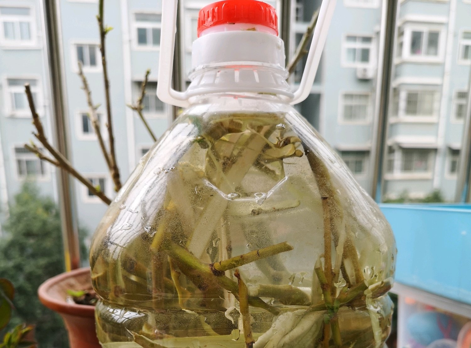 柳枝水能让君子兰快速生根,君子兰上盆柳树枝条浸泡