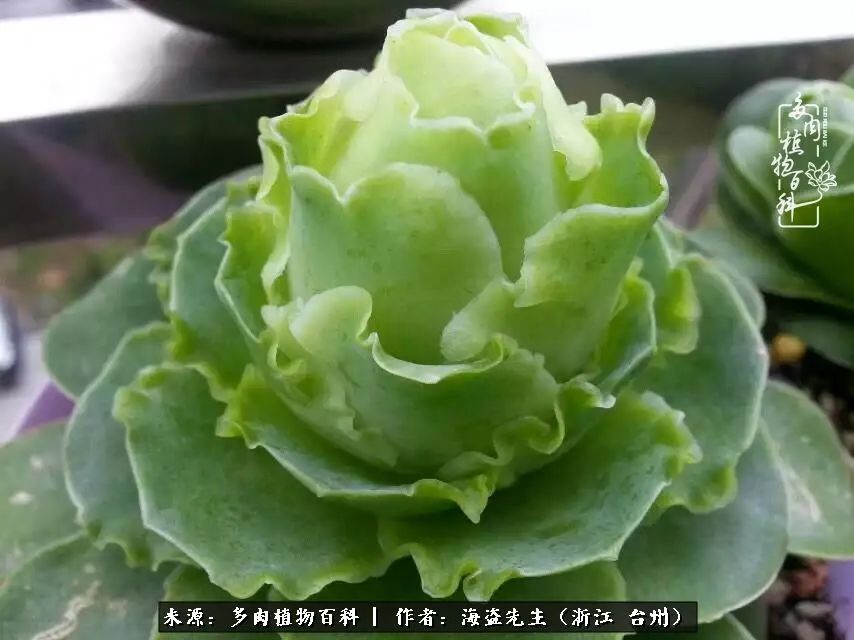 山地玫瑰养护顺口溜,山地玫瑰的养护种植注意事项视频