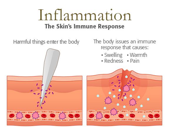 交配后才吸血?蚊子如何在其短暂一生中,让我们对其深恶痛绝的?