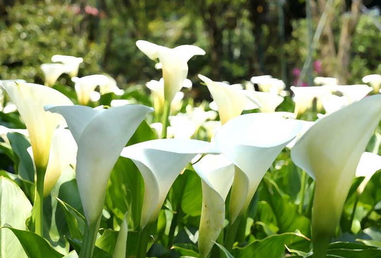 马蹄莲怎样养才开花多,马蹄莲要怎么养才会开花