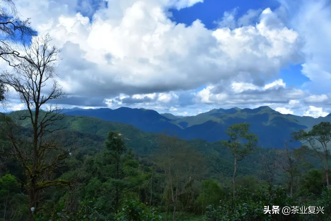 芳村茶市场,芳村茶叶市场都是金融茶吗
