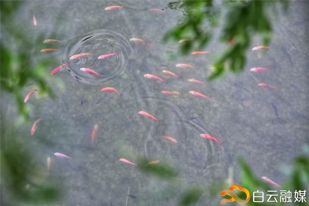 白云区好的初中排名榜,白云区成绩排名