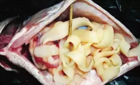 水产镜检虫图片,水产养殖常见虫类图