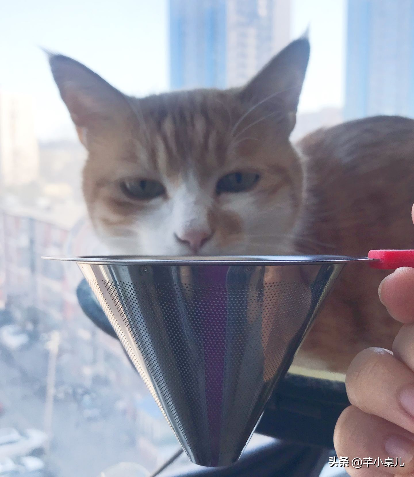 速溶咖啡挂耳咖啡选哪个,挂耳咖啡和胶囊咖啡哪个好