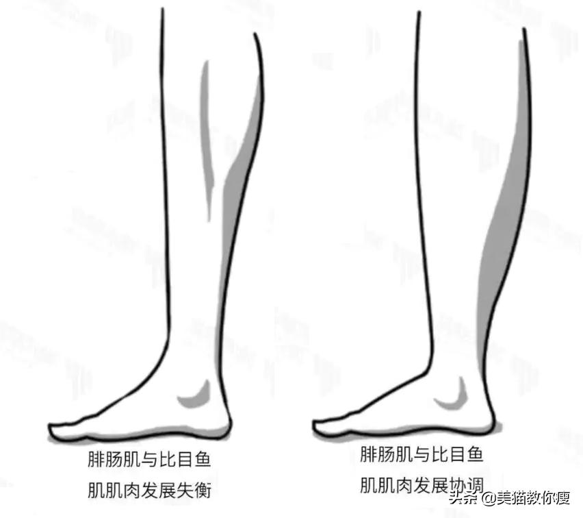 6个步骤，肌肉腿变筷子腿，你必须知道