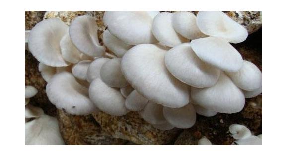 皮肤病发物蔬菜一览,皮肤病忌口发物有哪些水果