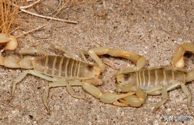 蝎子养殖技术和加盟,蝎子吃什么食物为主