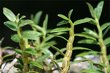 珂语产品盈润调理平衡水,珂语盈润焕肤平衡水会怎么样