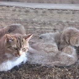 deepfake到底有多可怕,deepfake怎么鉴定真假