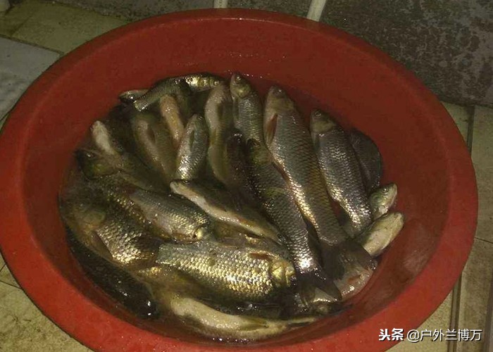 野钓打窝怎么用五谷杂粮做钓饵,如何用大米和酒制作钓鱼打窝饵料