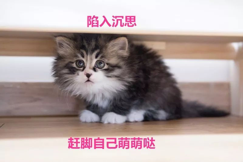 乒乓球争议球的基本知识,乒乓球争议球知识