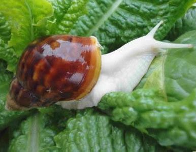 四聚乙醛蜗牛杀虫剂能撒水田吗,四聚乙醛蜗牛杀虫剂与水的配比