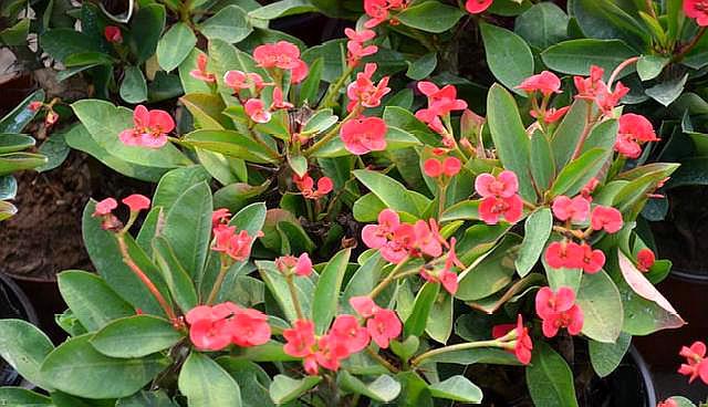 养虎刺花好不好,养虎刺梅可以放鸡蛋壳吗