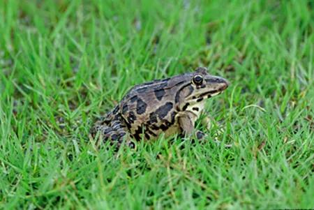 第一种！千万别吃波！