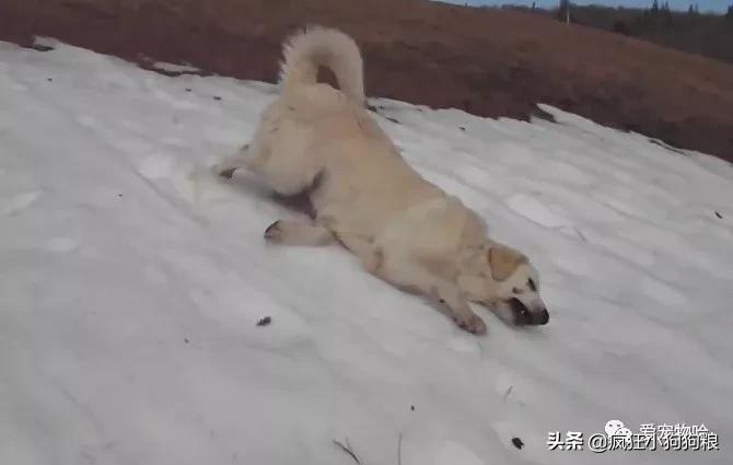 金毛自娱自乐嗨翻天,金毛社交行为