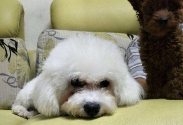 宠物泪痕消管用吗,爱宠的泪痕是怎么回事