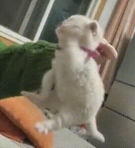 萌出血的猫,萌出血的小奶猫