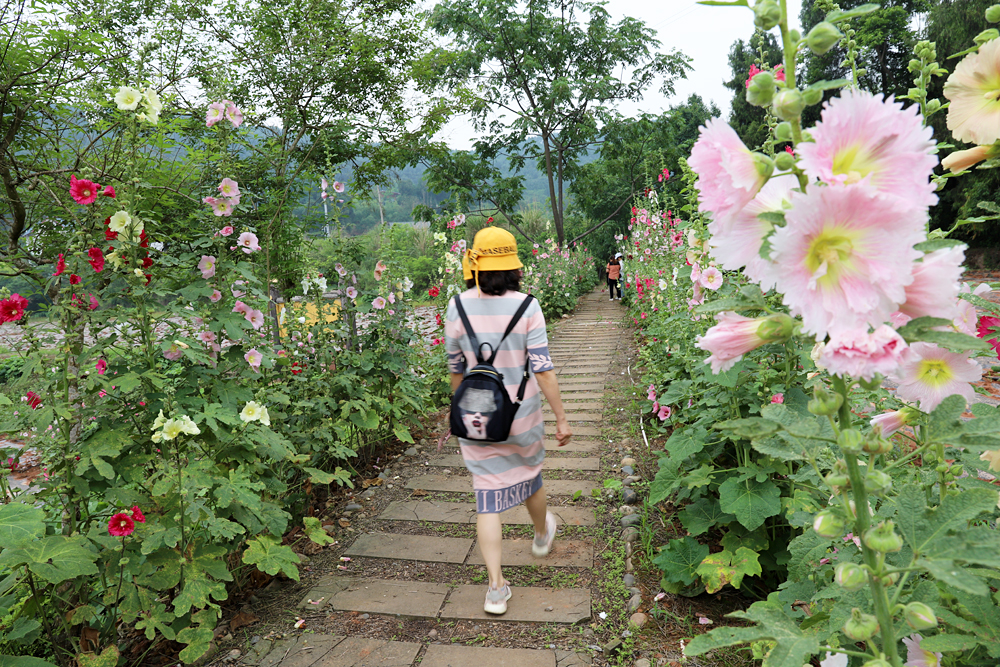 金堂鲜花山谷游记,金堂鲜花山谷蜀葵花盛放