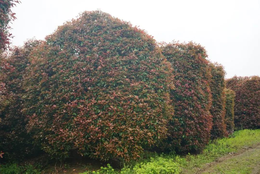 这名音乐老师种的红叶石楠,一棵卖了20000元