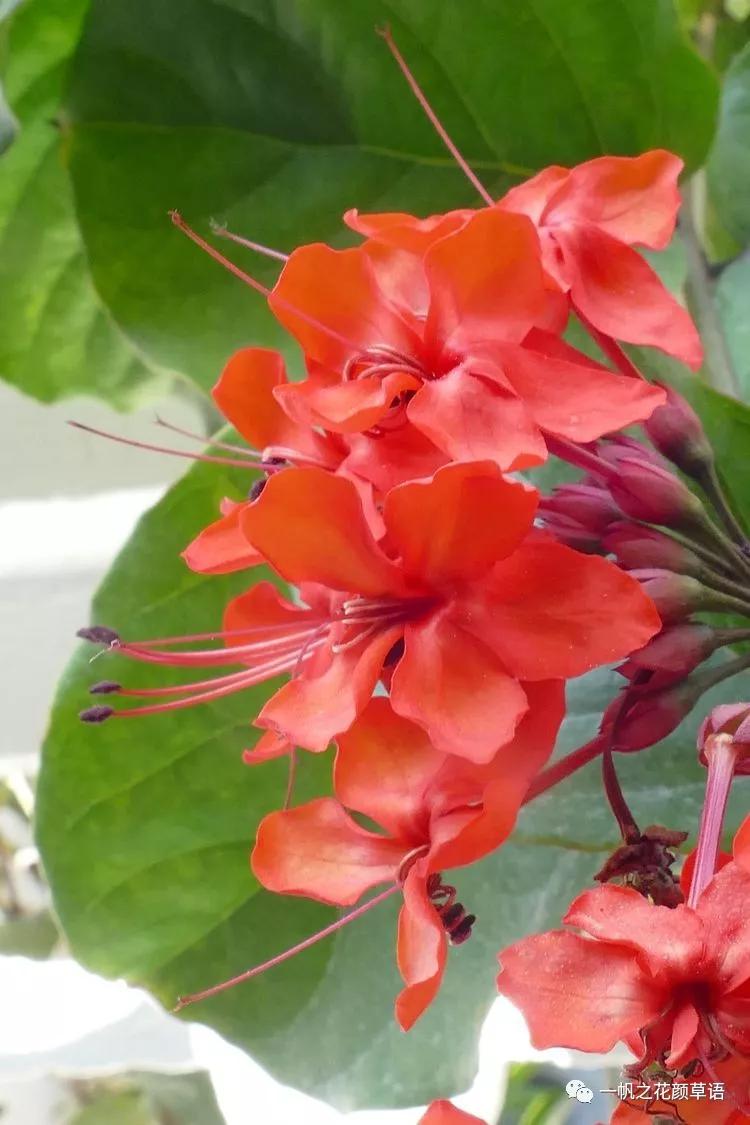 美丽赪桐(Clerodendrumspeciosissimum)