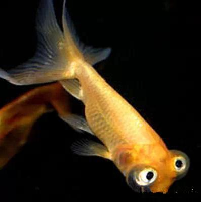 这些五彩斑斓的金鱼养眼又养心,最美的观赏金鱼值得一看