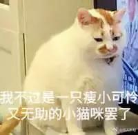 猫咪挑食该如何纠正,几招教你让猫咪不再挑食