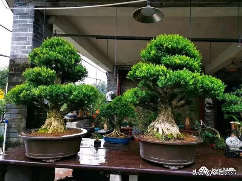 盆景黄杨,赏优美盆景