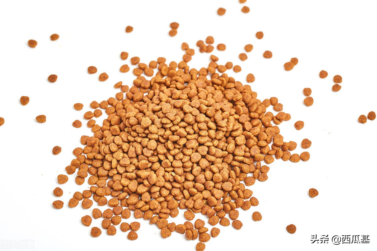 宠物喂食器定时定量,宠物有必要用自动喂食器吗