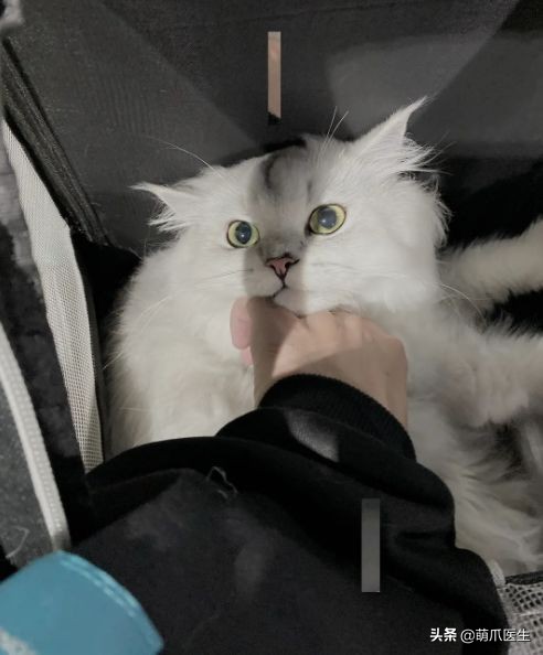 go猫粮翻车了怎么处理,猫吃猫粮死了