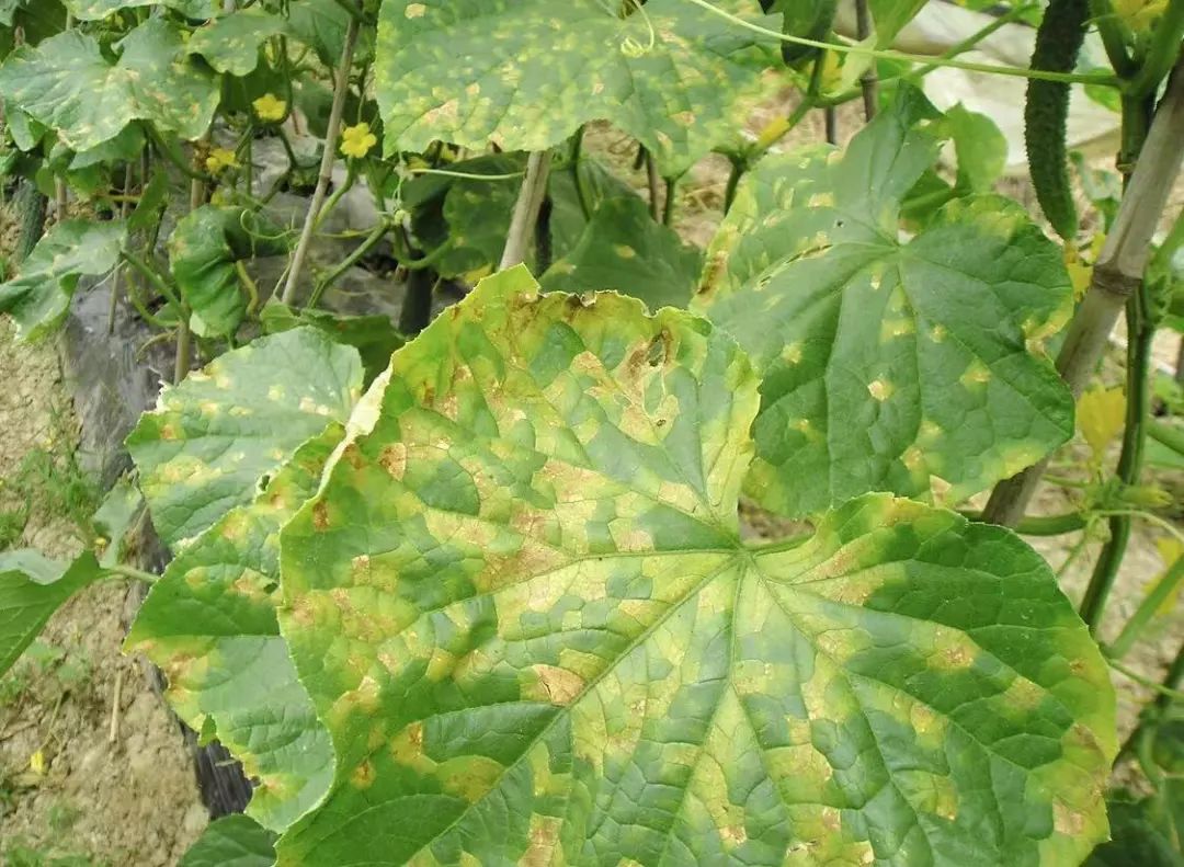 黄瓜瓜条病害图谱详解,黄瓜病害图谱和防治黄瓜药害