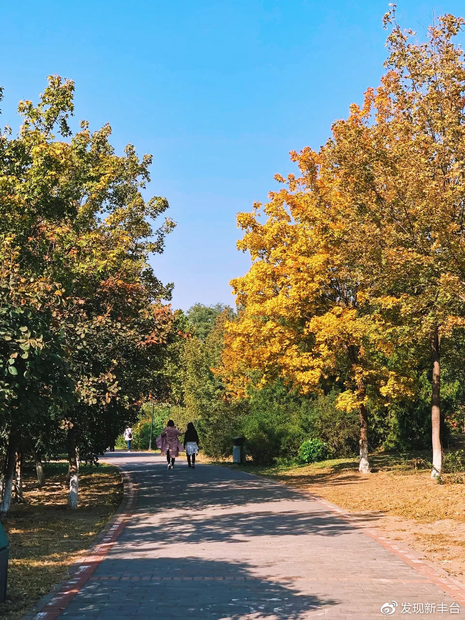 春夏秋冬银杏风景,旅游银杏是初冬最美的一道风景