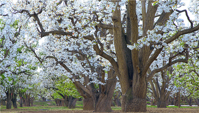 探丝路,探丝路之旅