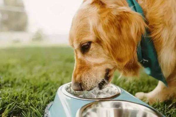 台湾兽医亲述狗粮致肾衰竭事件始末，前事不忘后事之师（三）