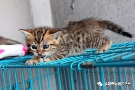 谁说土猫无名猫?快来围观古代猫谱,你家有没有镇宅神兽!