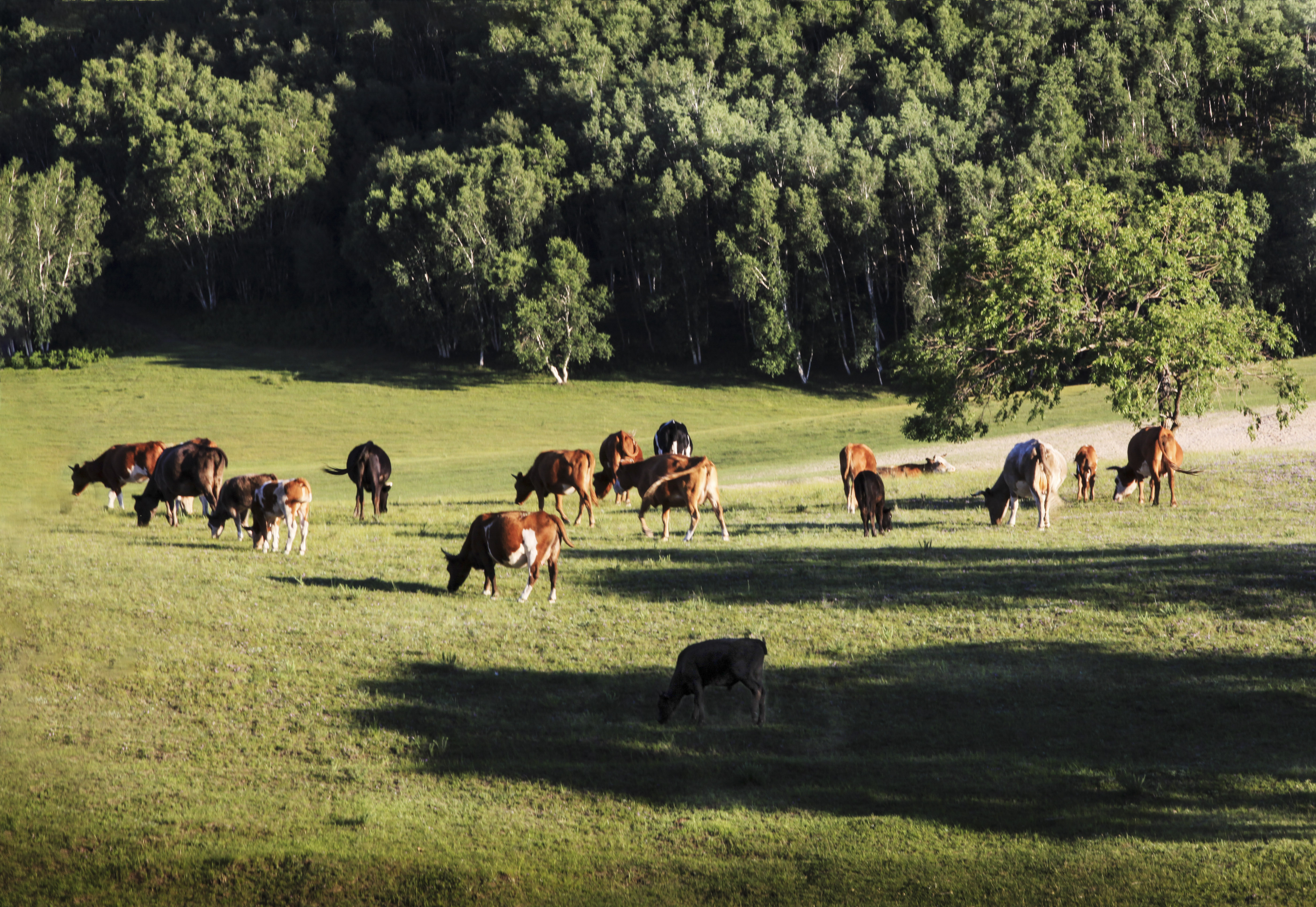 坝上草原天路美景,大美坝上风光系列之一