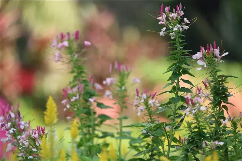 深圳莲花山真的美,深圳莲花山有什么特别的地方