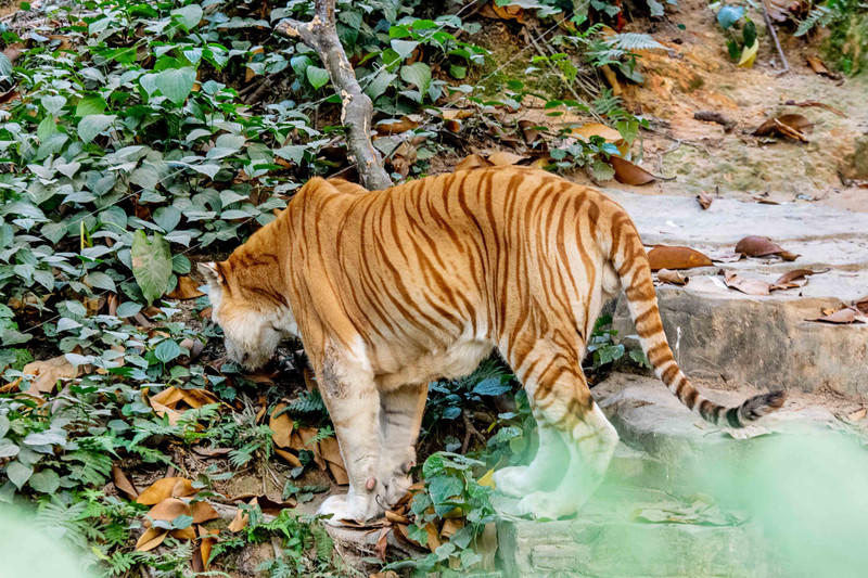 广州长隆野生动物世界旅游攻略,长隆野生动物世界攻略2-3天广州游