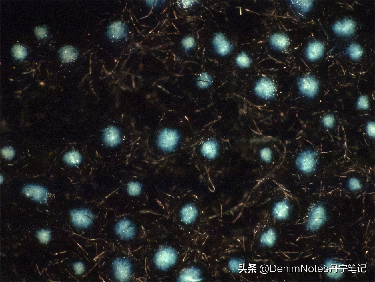 优衣库赤耳原牛纽扣款,优衣库299元赤耳原牛评测视频