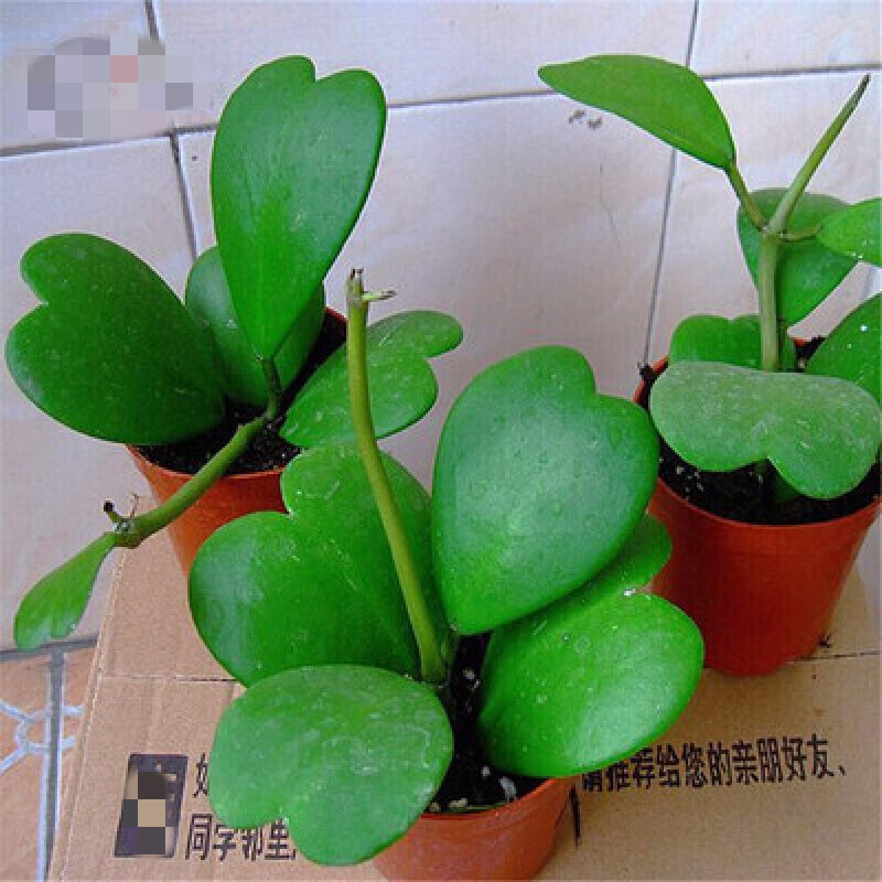 人养花花,人养花花养人哪些花养人