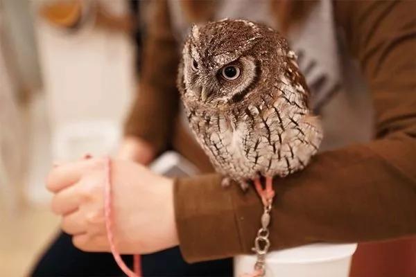 日本秋叶原御宅圣地,圣地秋叶原全集免费观看