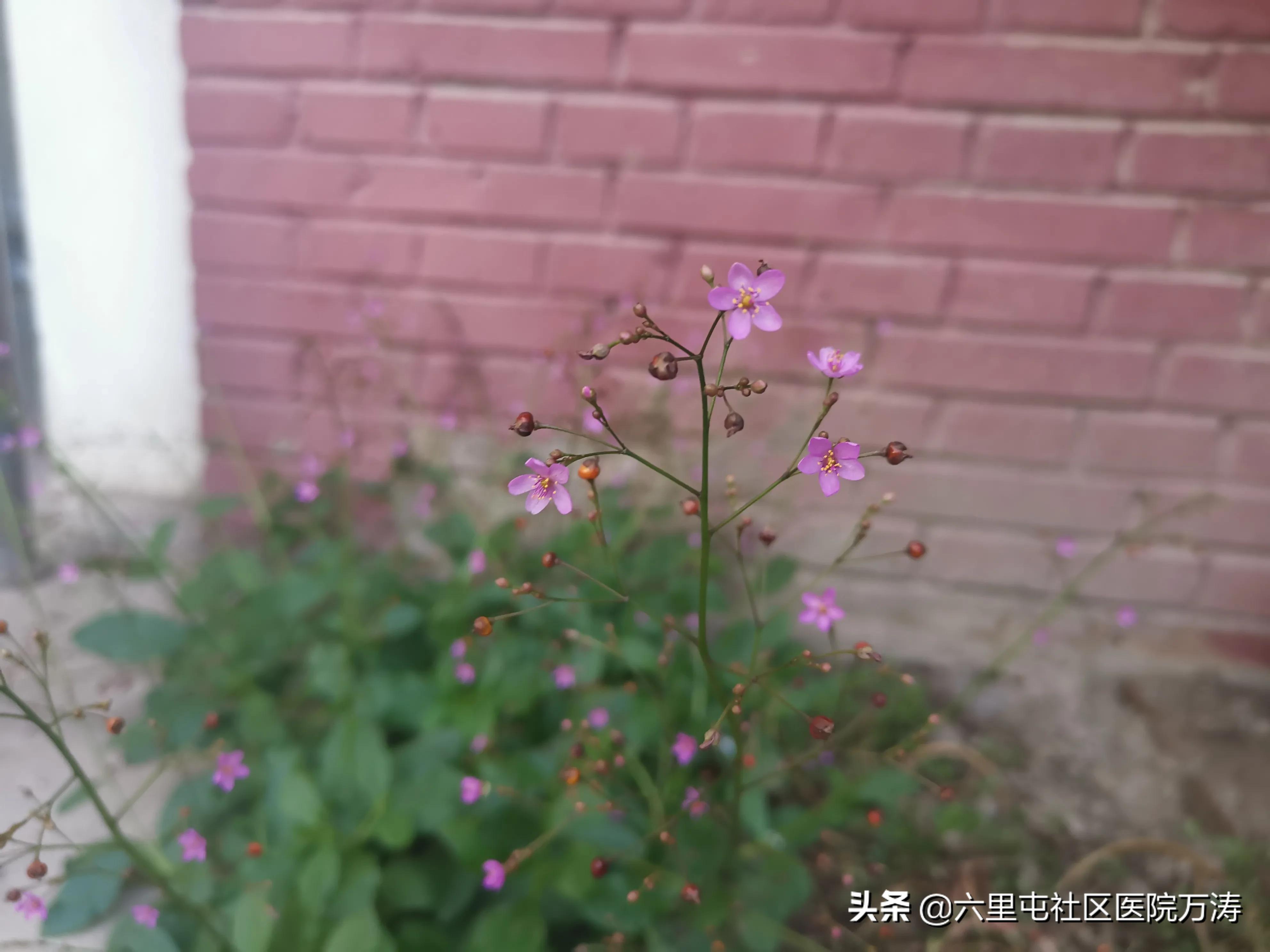 中药材假人参,中药红人参