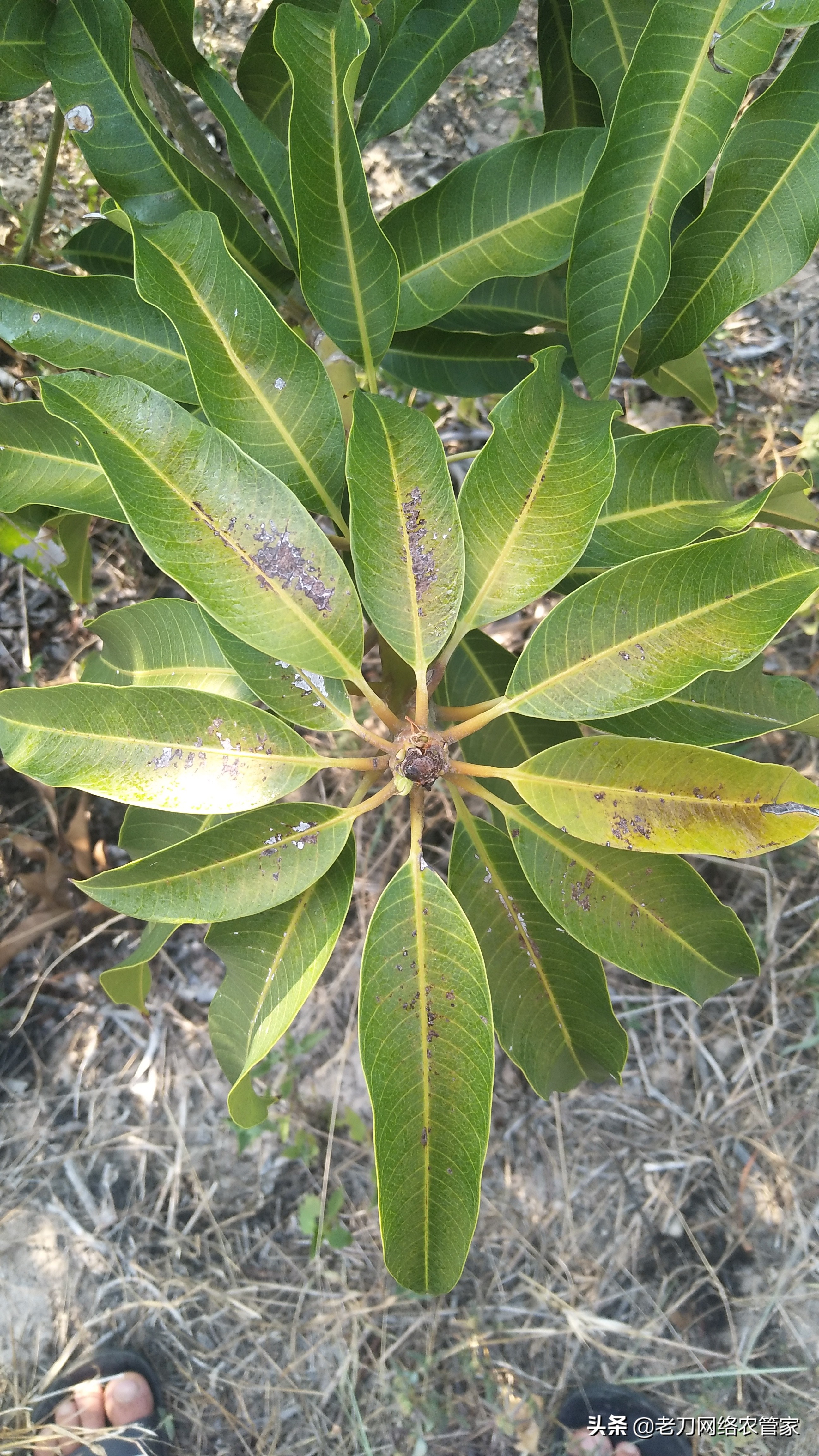 芒果炭疽病用什么杀菌剂效果好,连续阴雨天芒果炭疽病用什么药
