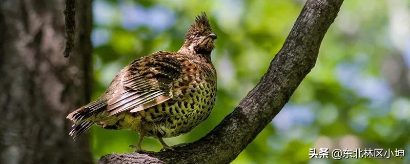 飞龙——东北林区山林鸳鸯