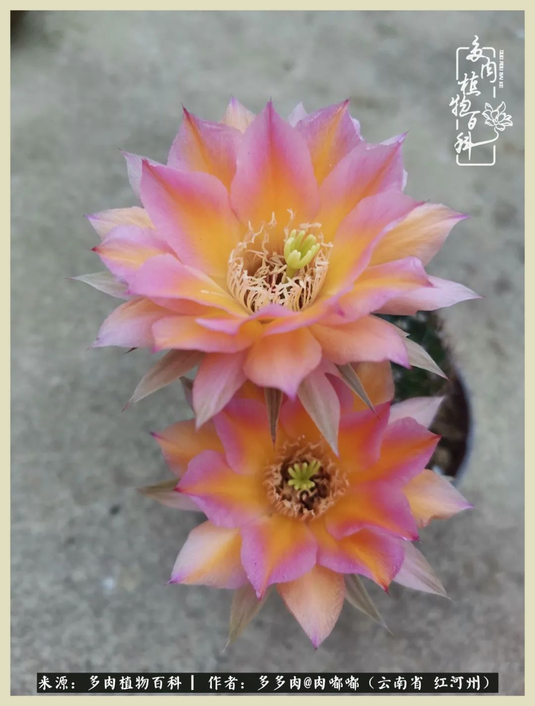 这个春天我们一起去赏花,这个季节我们一起去看花