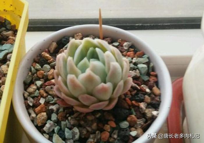 不透气的盆适合养什么植物,养多肉用陶瓷盆还是塑料盆