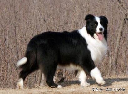 狗狗欺负汪星人的表现,狗狗总是凶主人对主人叫