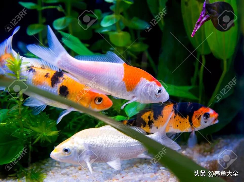 锦鲤新池如何养水,没有梦想的鱼