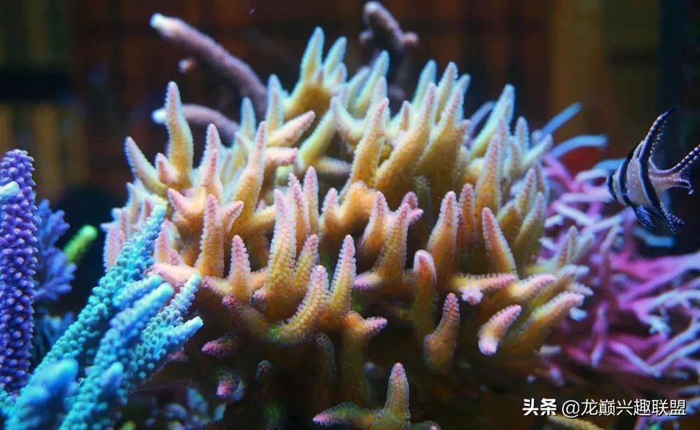 海缸最好养的生物,海缸最好养的软体生物