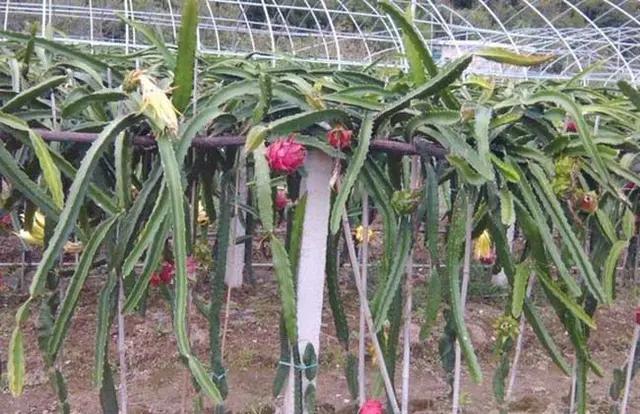 火龙果用什么肥料才能高产,火龙果树怎么种植才能高产