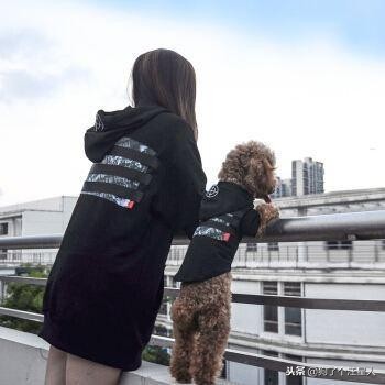 泰迪犬的寿命能达到20岁吗,泰迪犬未生育会影响寿命吗